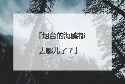 烟台的海鸥都去哪儿了？
