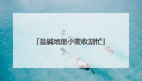 盐碱地里小麦收割忙