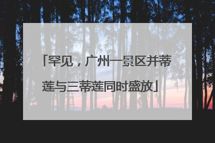 罕见，广州一景区并蒂莲与三蒂莲同时盛放