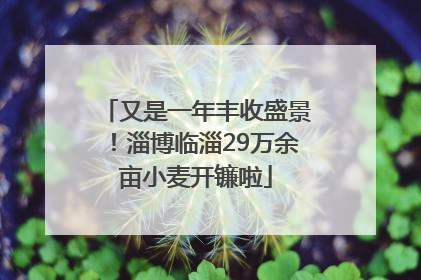 又是一年丰收盛景！淄博临淄29万余亩小麦开镰啦