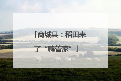 商城县：稻田来了“鸭管家”