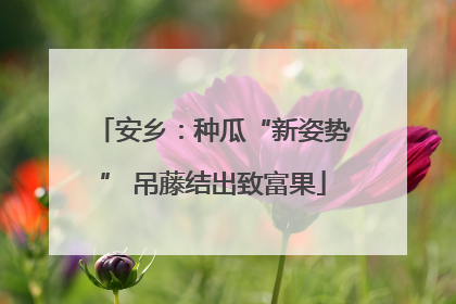 安乡：种瓜“新姿势” 吊藤结出致富果