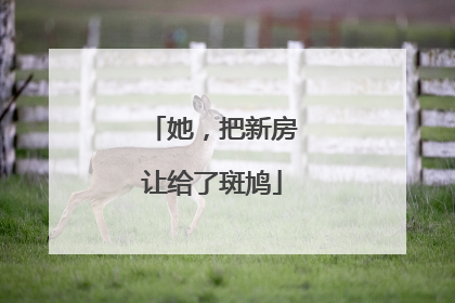 她，把新房让给了斑鸠