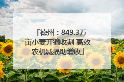 德州：849.3万亩小麦开镰收割 高效农机减损助增收
