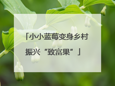 小小蓝莓变身乡村振兴“致富果”