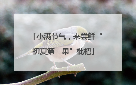 小满节气，来尝鲜“初夏第一果”枇杷