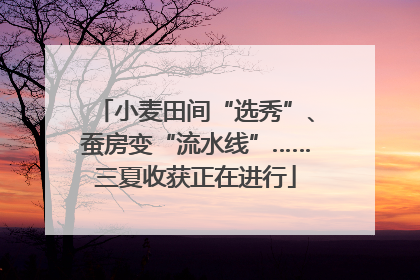 小麦田间“选秀”、蚕房变“流水线”……三夏收获正在进行