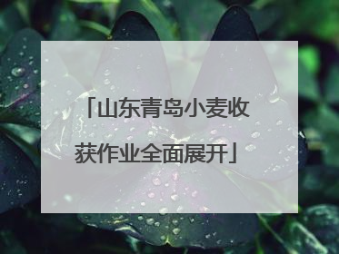 山东青岛小麦收获作业全面展开
