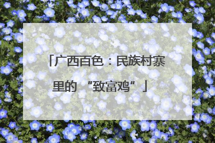 广西百色：民族村寨里的 “致富鸡”
