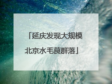 延庆发现大规模北京水毛茛群落