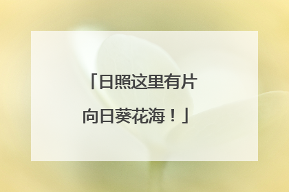 日照这里有片向日葵花海！