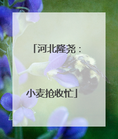 河北隆尧：小麦抢收忙