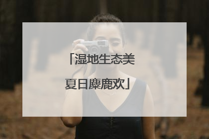 湿地生态美 夏日麋鹿欢