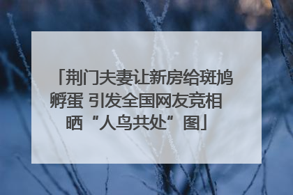 荆门夫妻让新房给斑鸠孵蛋 引发全国网友竞相晒“人鸟共处”图