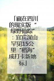 藏在四川的现实版“绿野仙踪”：宜宾深山罕见15公里“稻海”成打卡新地标