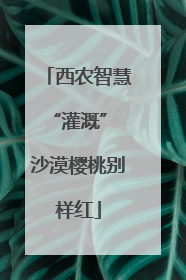 西农智慧“灌溉” 沙漠樱桃别样红