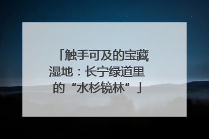 触手可及的宝藏湿地：长宁绿道里的“水杉镜林”
