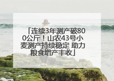 连续3年测产破800公斤！山农43号小麦测产持续稳定 助力粮食增产丰收