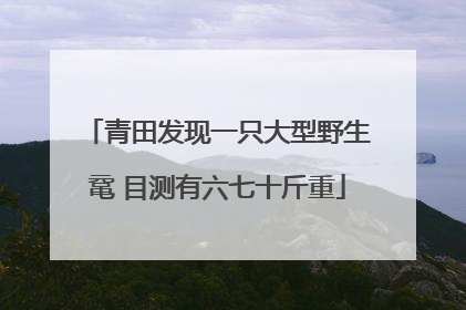青田发现一只大型野生鼋 目测有六七十斤重