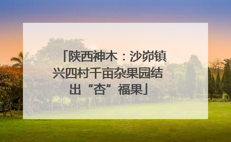 陕西神木：沙峁镇兴四村千亩杂果园结出“杏”福果