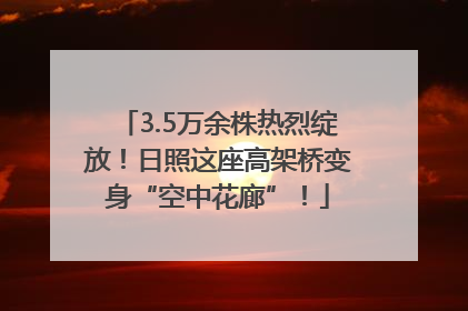 3.5万余株热烈绽放！日照这座高架桥变身“空中花廊”！